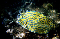   shallow water outside mangrove swamp Cuba find this scrawled cowfish.Lactophrys quadricornis cowfish. cowfish  